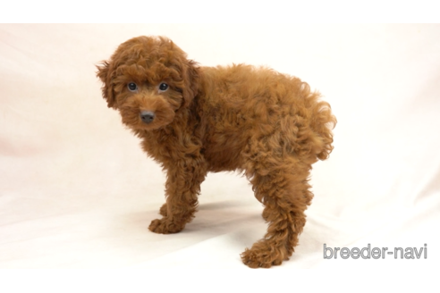 成約済の東京都のトイプードル-154159の3枚目